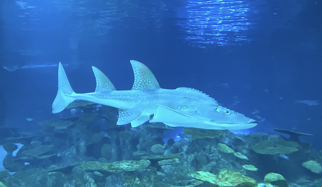A large fish swimming above rocks and coral in an aquarium.