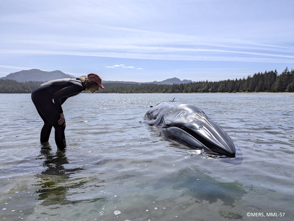 A researcher in wetsuit examining a deceased whale washed up in shallow water near a forested shoreline.