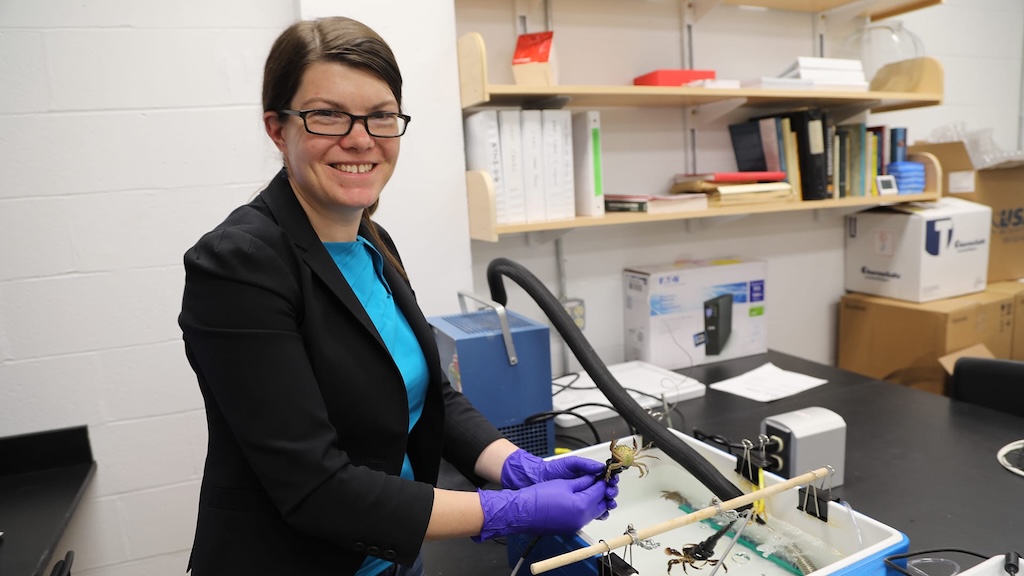 Researcher in a laboratory wearing purple gloves and examining crab specimens on a work surface, with shelving and scientific equipment visible in the background.