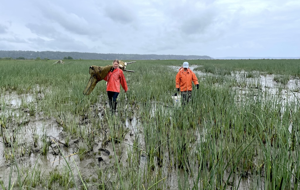 Two people walking across a muddy marsh carrying equipment. 