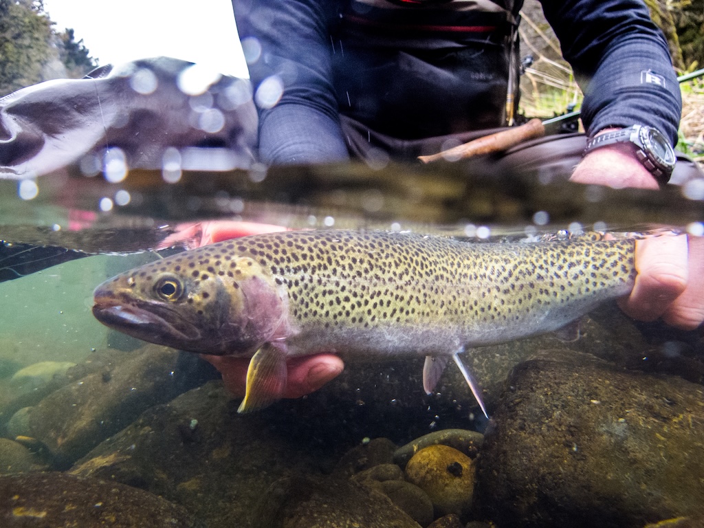 Underwater view of hands holding a speckled cutthroat trout.