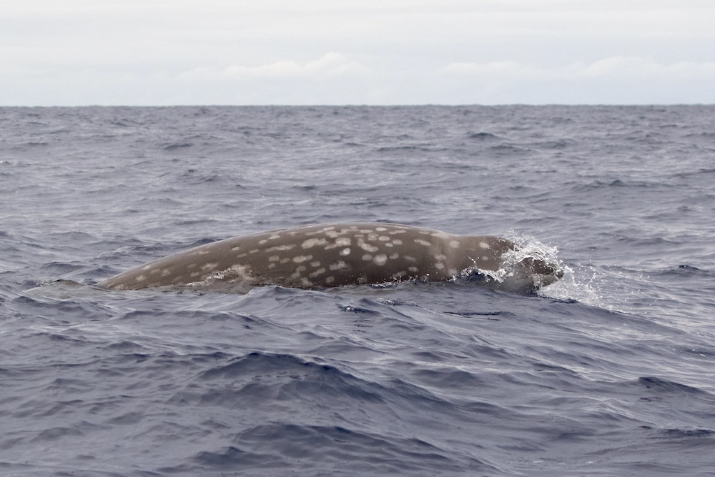 Cuvier's beaked whale surfacing in choppy ocean water, showing its mottled gray and white patterned back as water streams off its body.