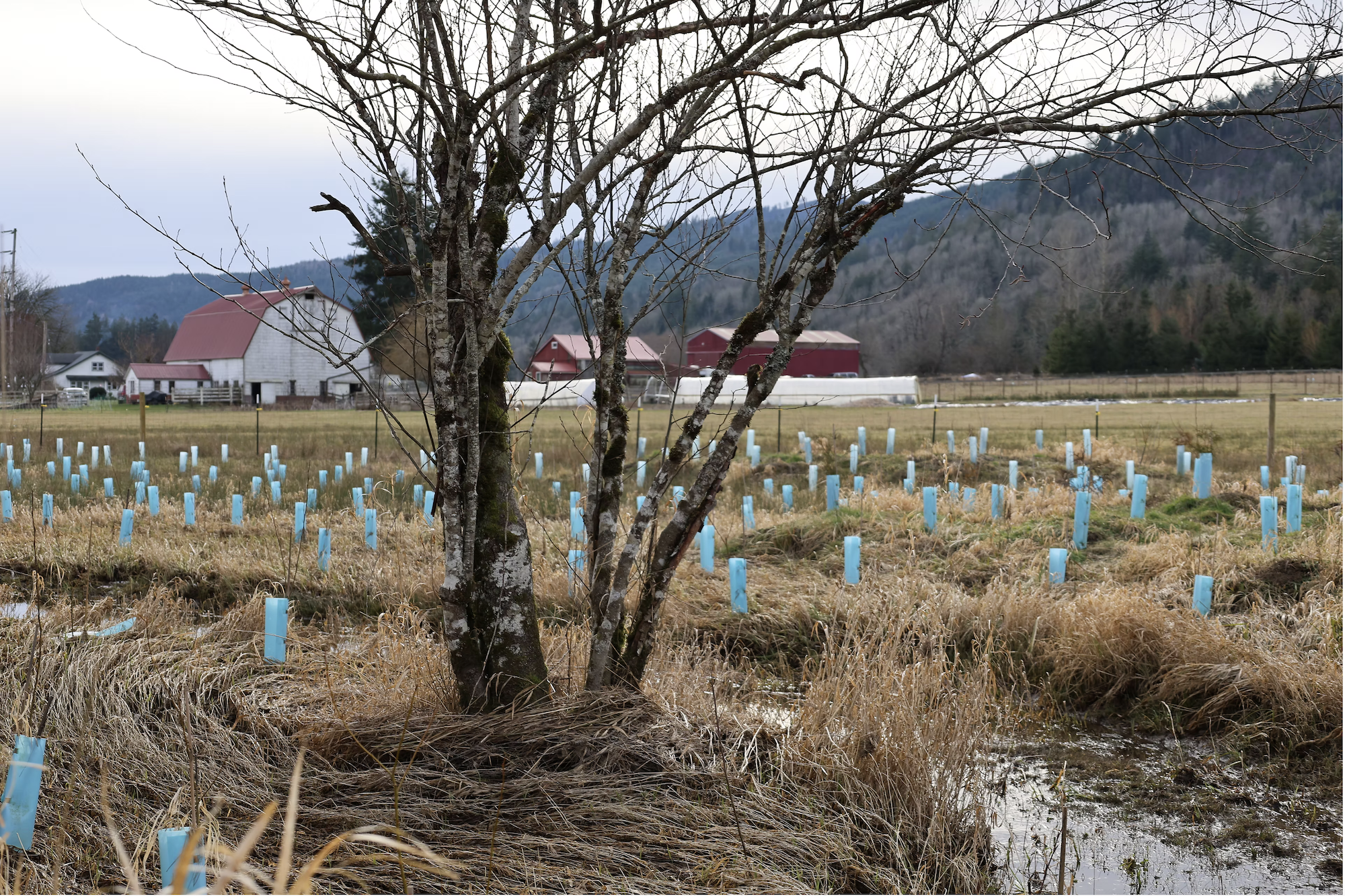 Dozens of recent plantings in blue plastic sleeves placed along a stream with farm buildings in the background under a gray sky.