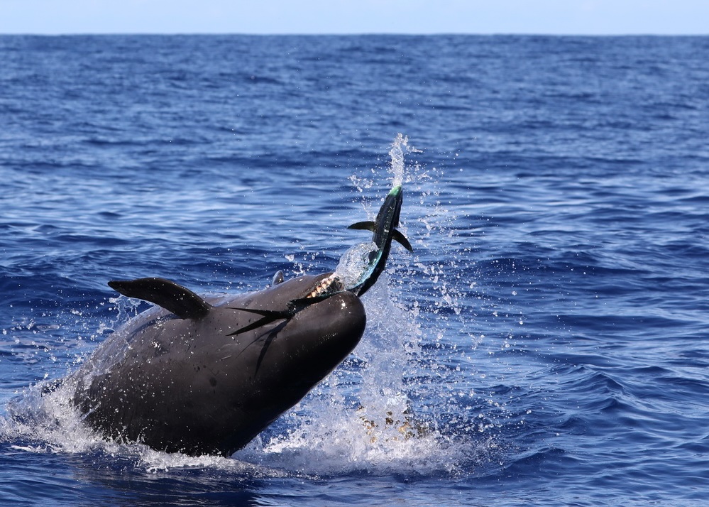 False killer whale breaching vertically from ocean surface with mahi mahi fish in its mouth.