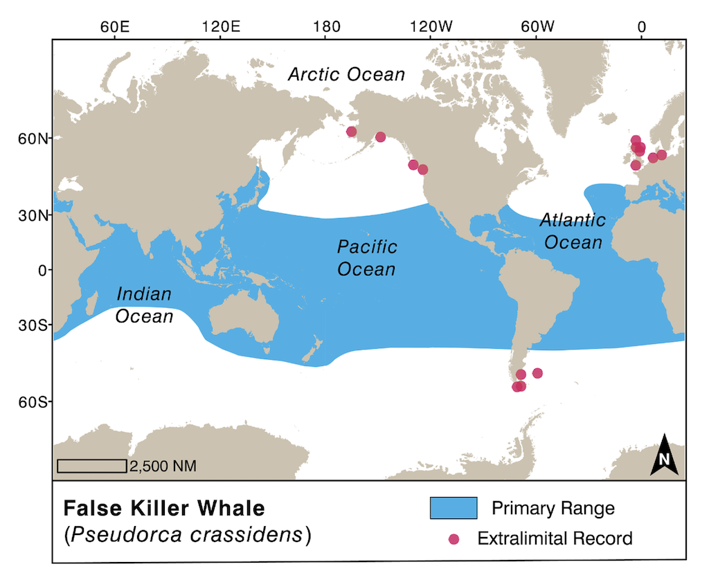 World map showing false killer whale primary range across tropical/subtropical oceans with extralimital records marked as pink dots.