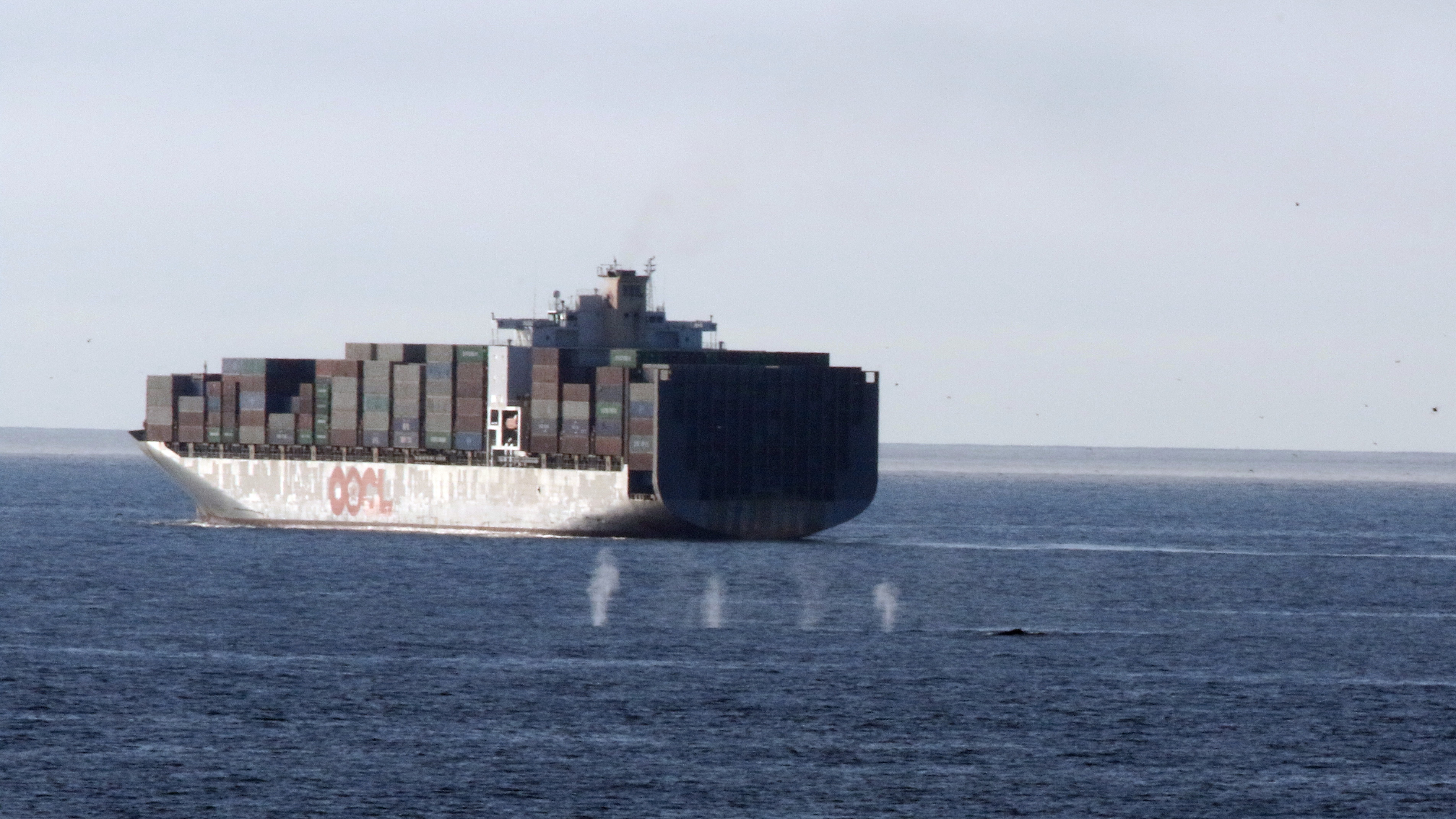 A container ship with spouting humpback whales in the foreground.