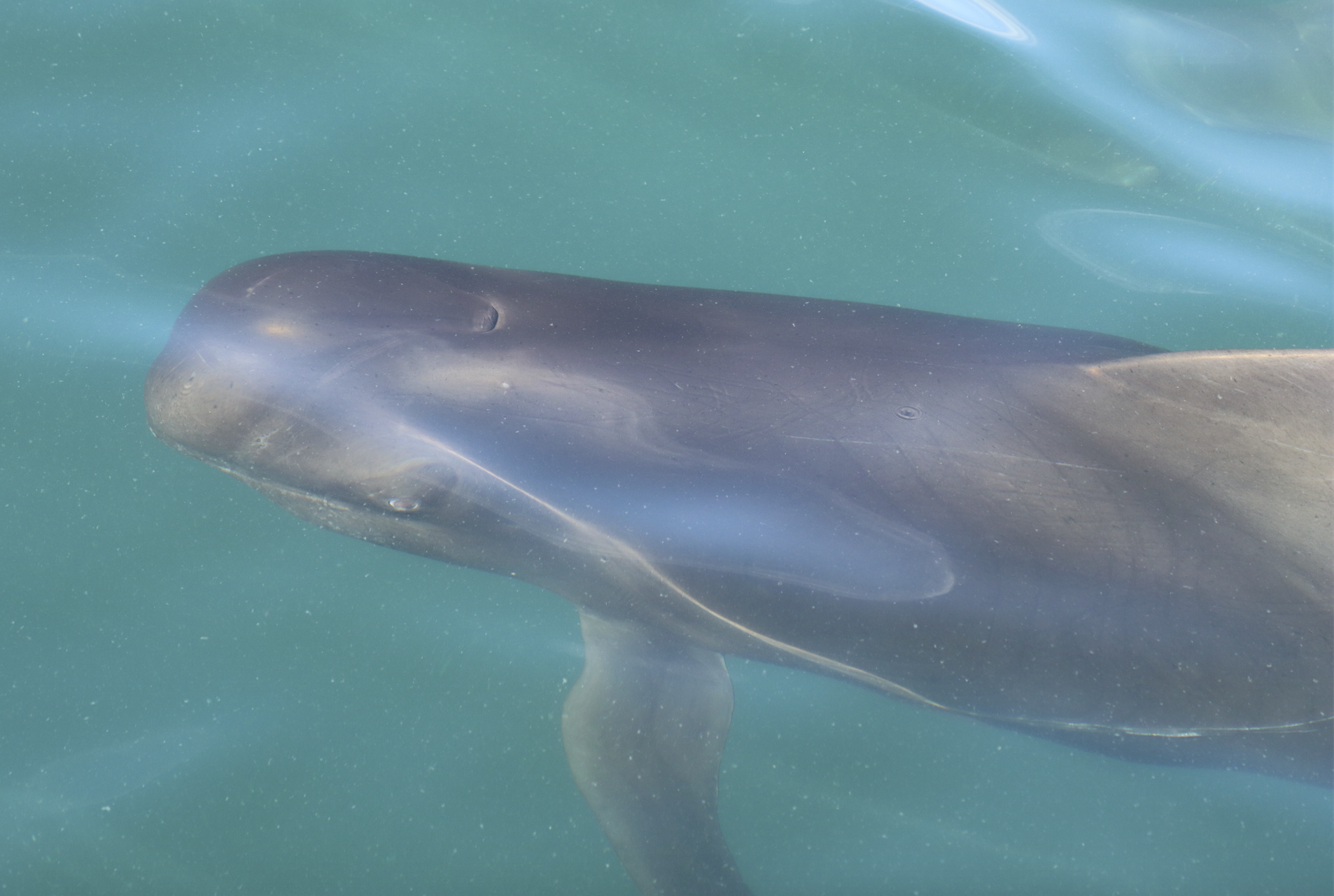 Underwater view of a pilot whale' showing its bulbous head and blowhole