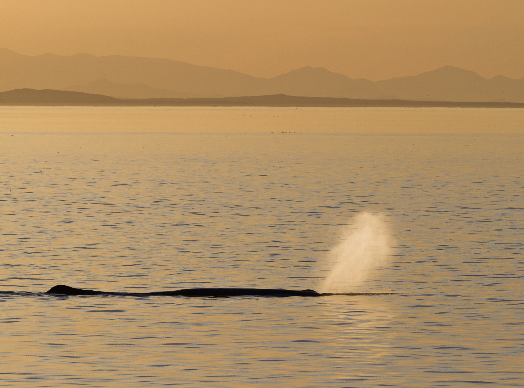 A lone sperm whale surfacing with visible blow at sunset with mountains silhouetted in background.