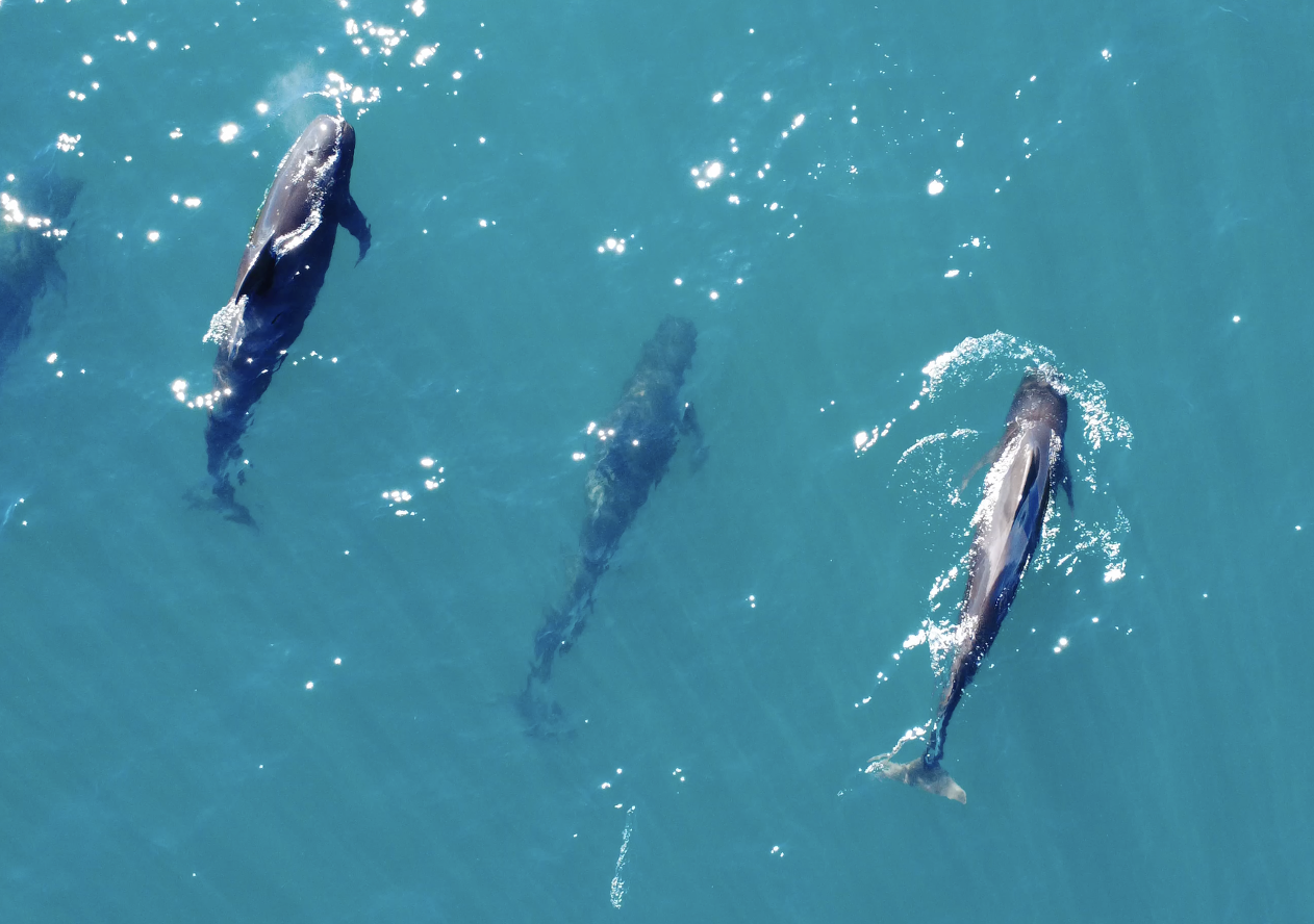 Aerial view of four pilot whales swimming near the surface