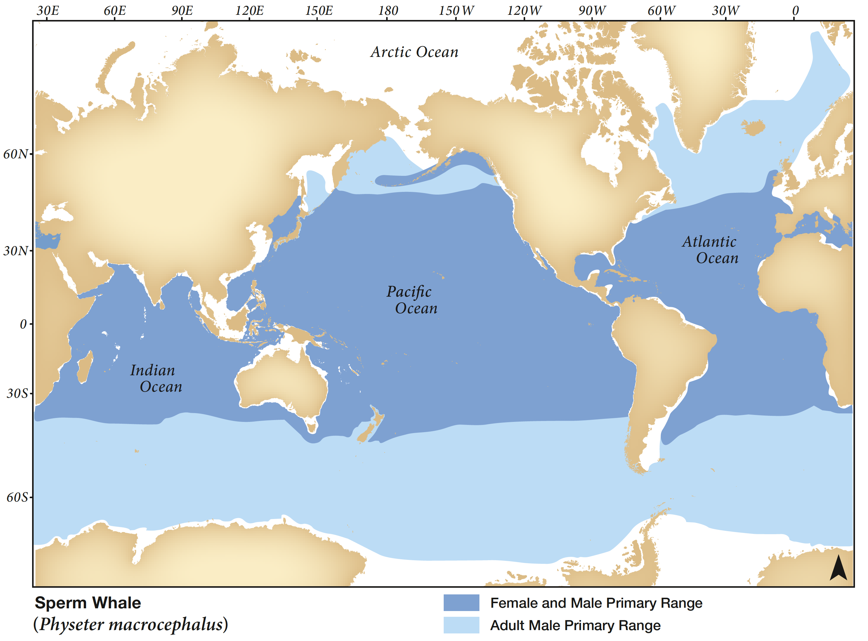 World map showing sperm whale primary range, spanning tropical and temperate oceans globally.
