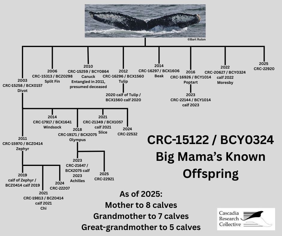 Family tree diagram showing humpback whale Big Mama's offspring from 2003-2025, with 8 calves, 7 grandcalves, and 5 great-grandcalves.