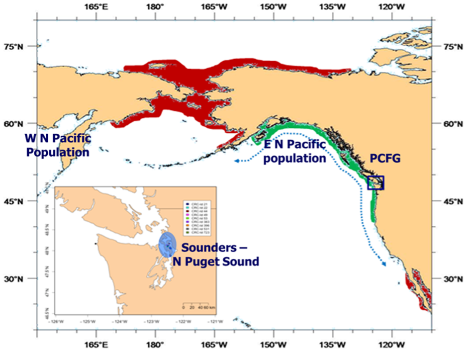 Map showing gray whale population ranges in the North Pacific, including Western North Pacific, Eastern North Pacific, and Pacific Coast Feeding Group, with inset of Puget Sound Sounders area.