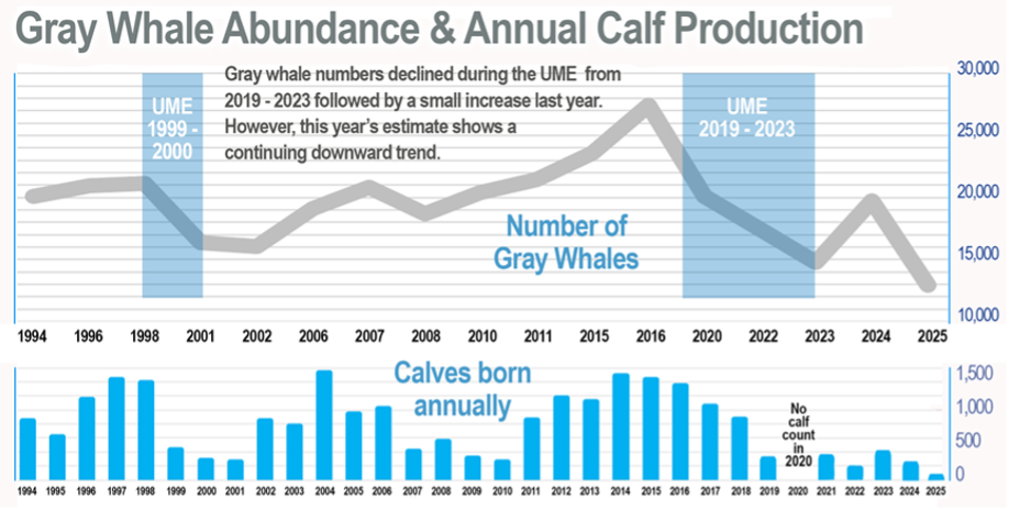 Chart of gray whale abundance and annual calf production from 1994 to 2025, highlighting declines during unusual mortality events in 1999–2000 and 2019–2023.