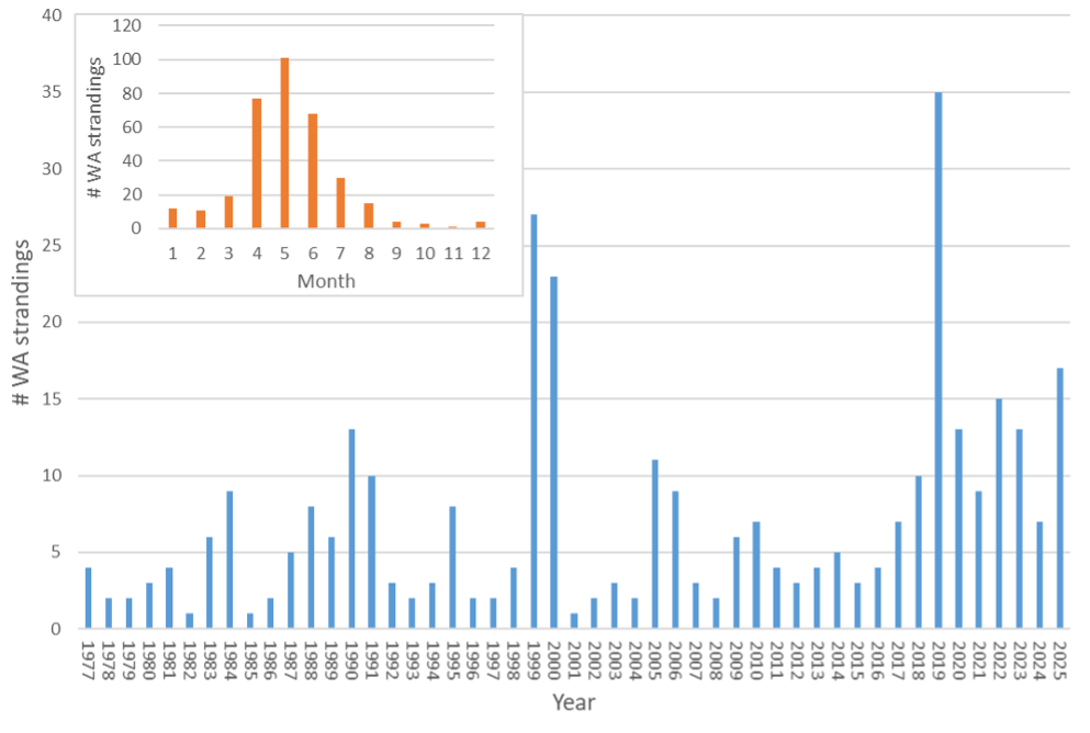 Bar graph showing annual gray whale strandings in Washington State from 1977 to 2025, with inset chart of monthly strandings peaking in May and June.