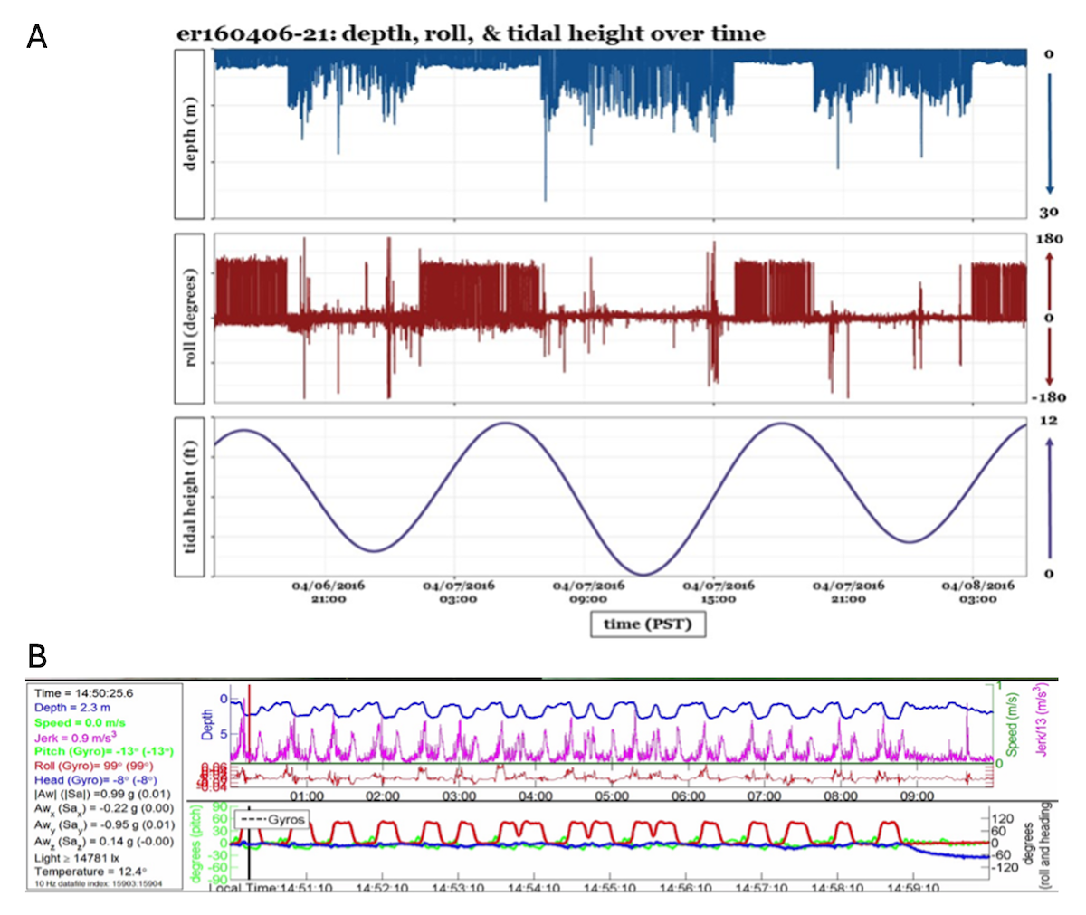 (Top) Three-panel graph showing gray whale depth, roll angle, and tidal height over time from April 6 to April 8, 2016, with fluctuating patterns in each metric. (Bottom) Multi-metric graph displaying gray whale depth, speed, pitch, roll, heading, and environmental data over time, with color-coded lines for each variable.