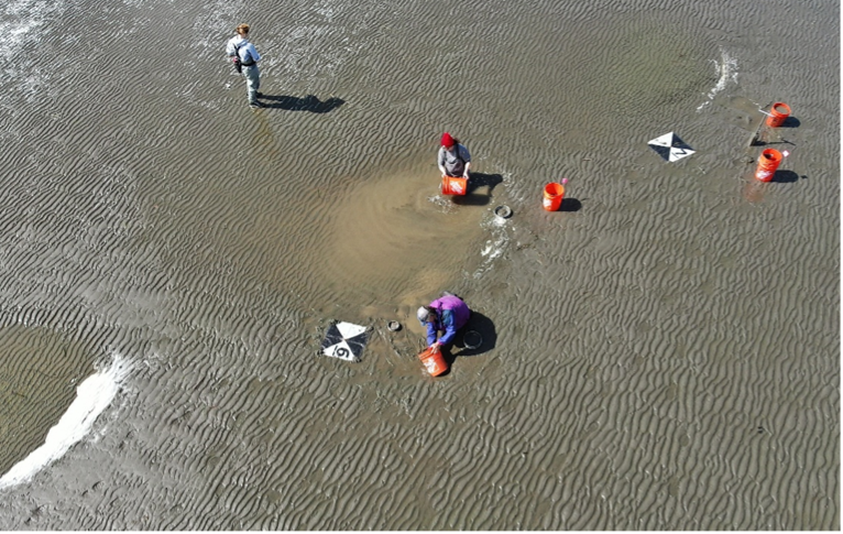 Researchers sampling sediment on an intertidal mudflat using buckets and quadrats for benthic organism study.