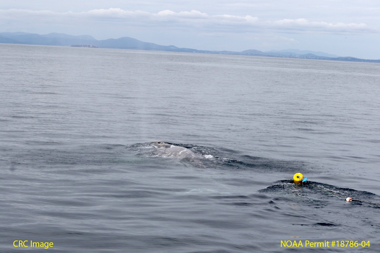 Gray whale mostly submerged at the surface with yellow crab pot buoy and gear trailing behind it.
