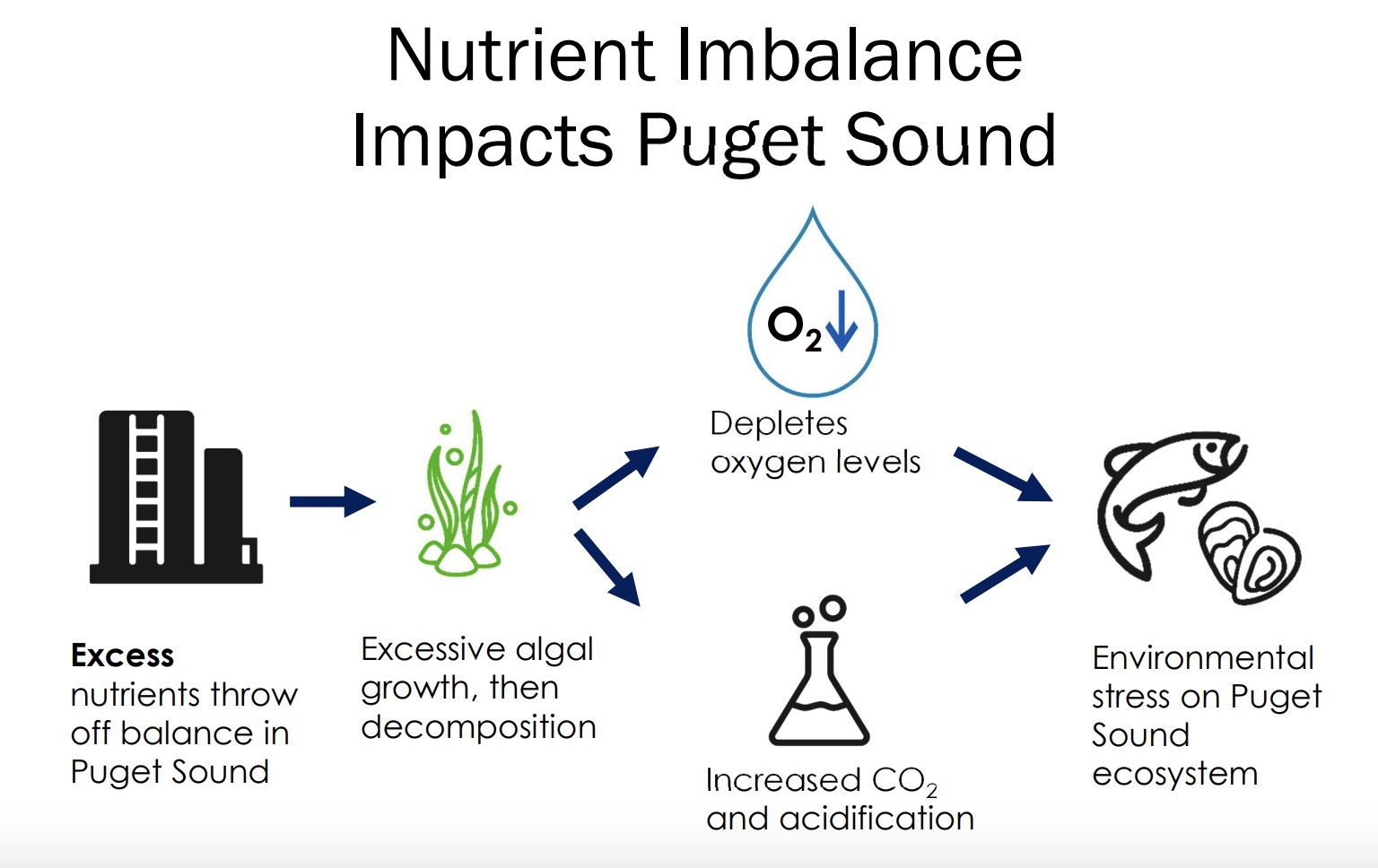 Diagram titled 'Nutrient Imbalance Impacts Puget Sound' showing a cycle: excess nutrients → algal growth → oxygen depletion → CO₂ increase and acidification → environmental stress on fish and shellfish. Icons and arrows illustrate each step.