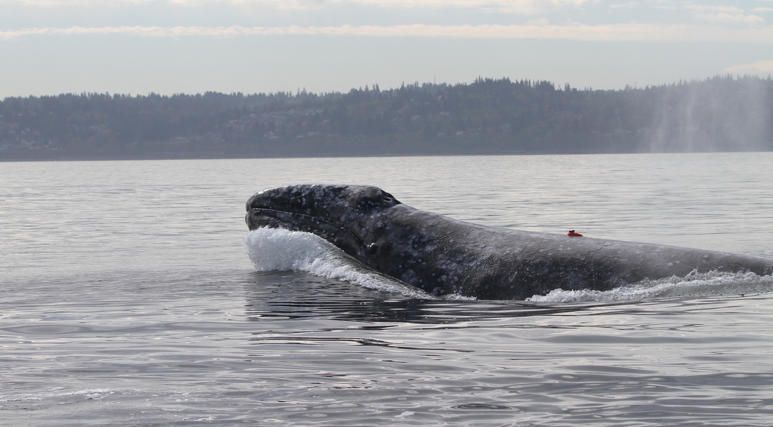 Gray whale with red suction cup tag attached to its back surfacing in calm water with forested shoreline in background.