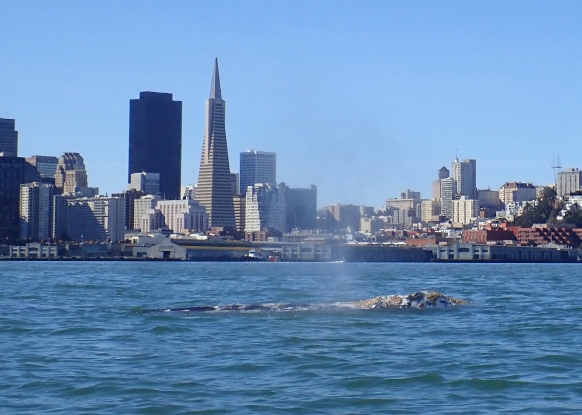 A gray whale seen in San Francisco Bay with the city skyline and blue sky in the background. 