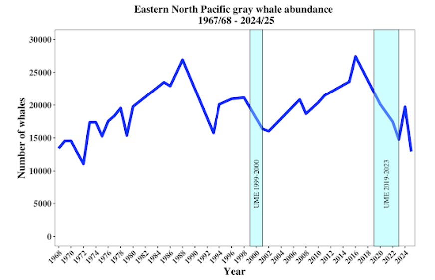 Gray whale population graph showing declines from ~27,000 to ~16,000 (2016-2020) and ~27,000 to ~14,000 (2016-2024).
