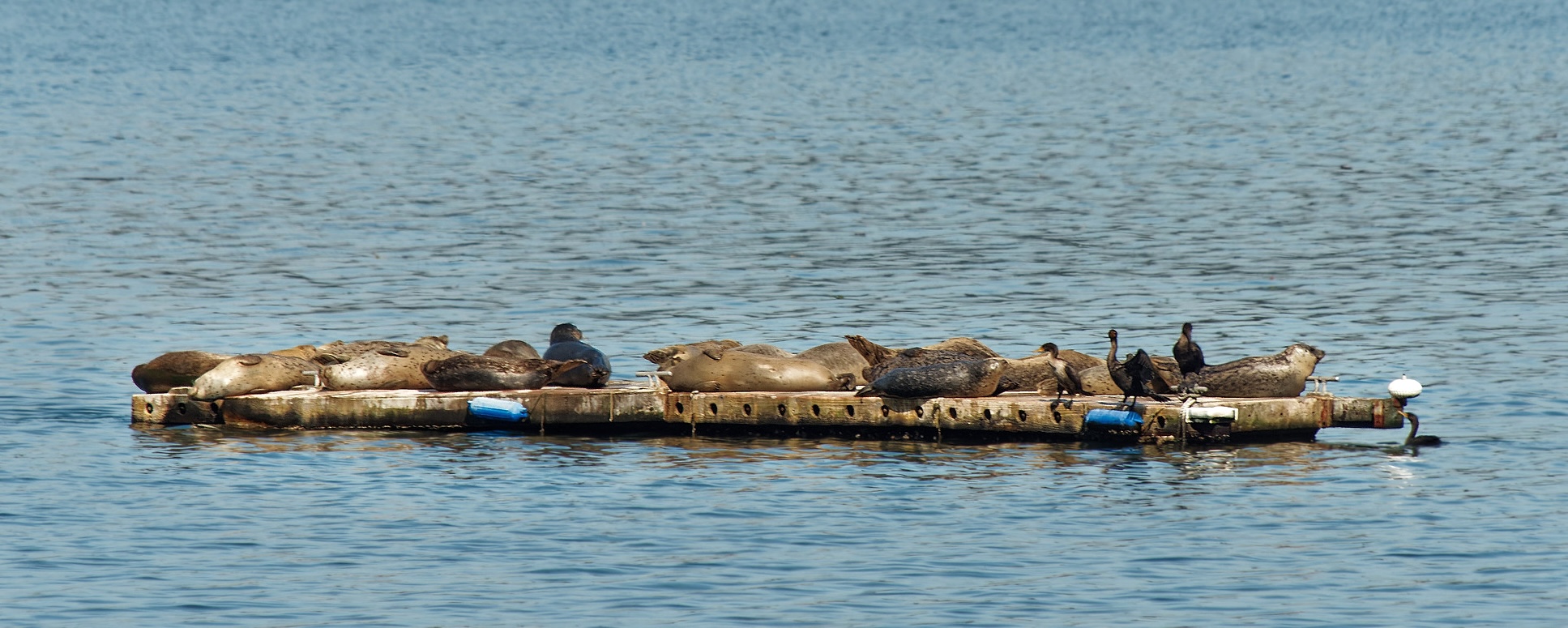 Several harbor seals hauled out on floating dock with three cormorants at one end