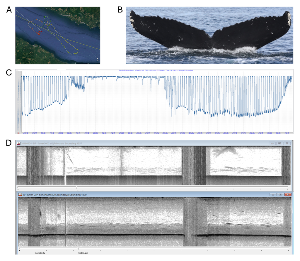 Four-panel figure showing humpback whale tracking data: map, fluke photo, dive depth graph, and echosounder images.