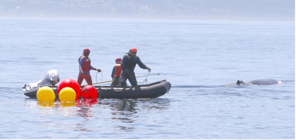 Rescue crew in inflatable boat with buoys working to free an entangled humpback whale visible at right.