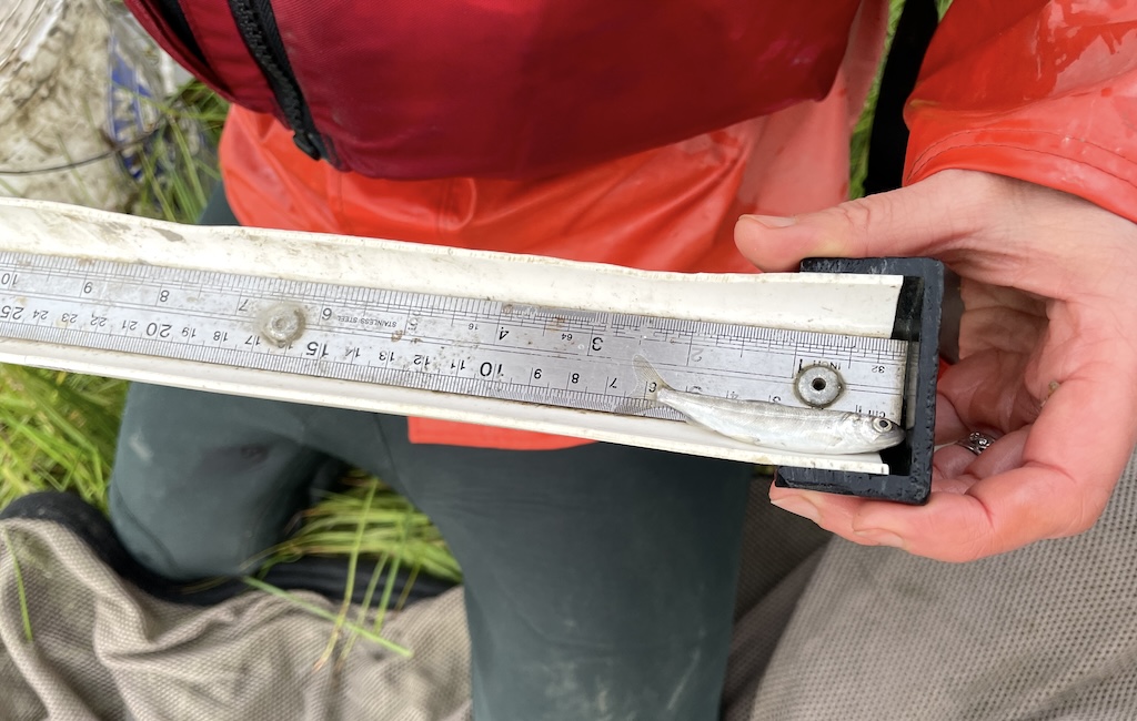 A small fish is measured against a metal ruler.