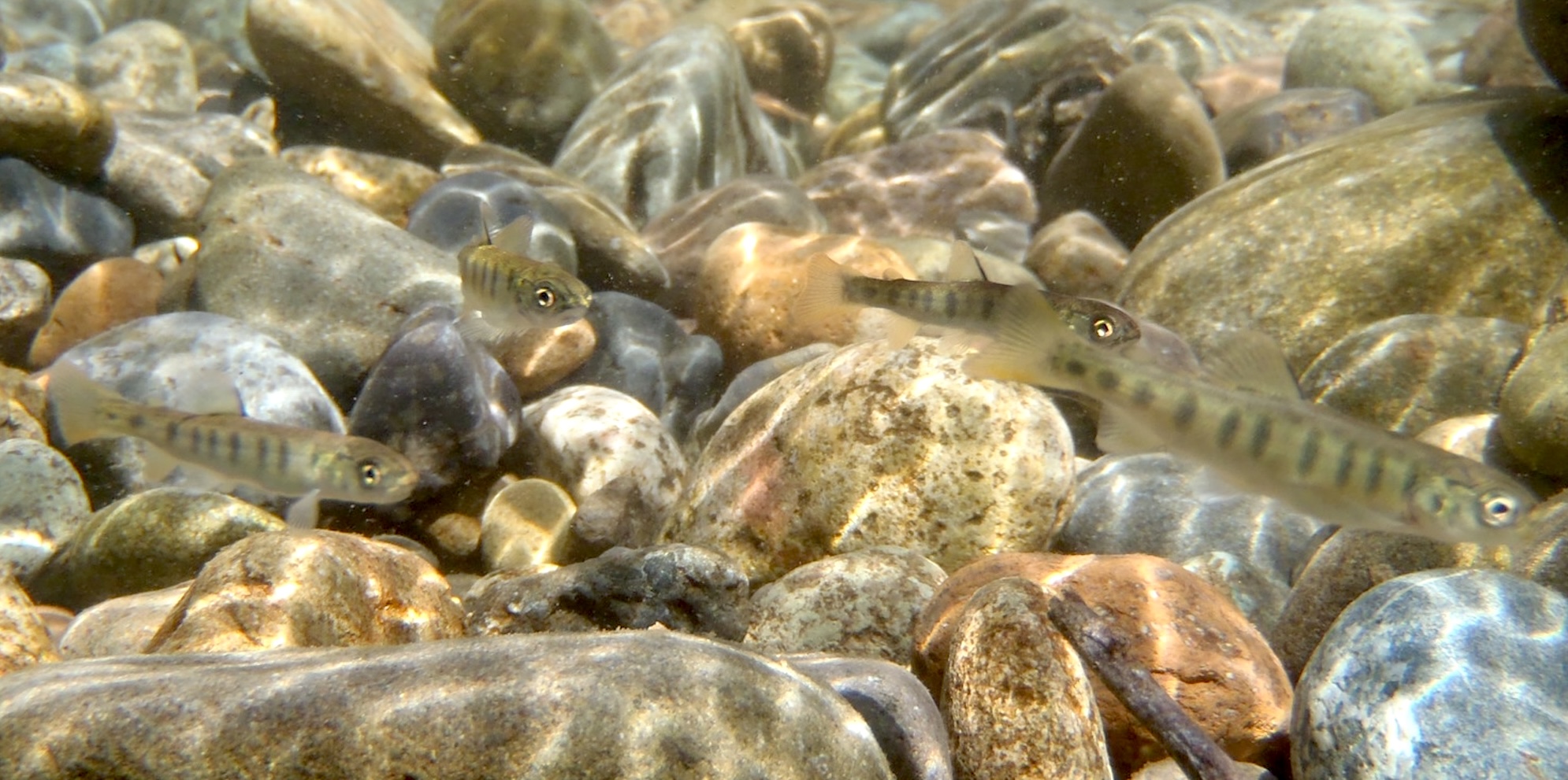 Several small fish with vertical dark patches swimming in dappled light above a bed of multicolored pebbles.