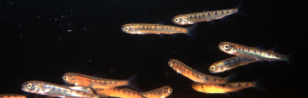 Several small fish with dark vertical patches swimming in water against a dark background.