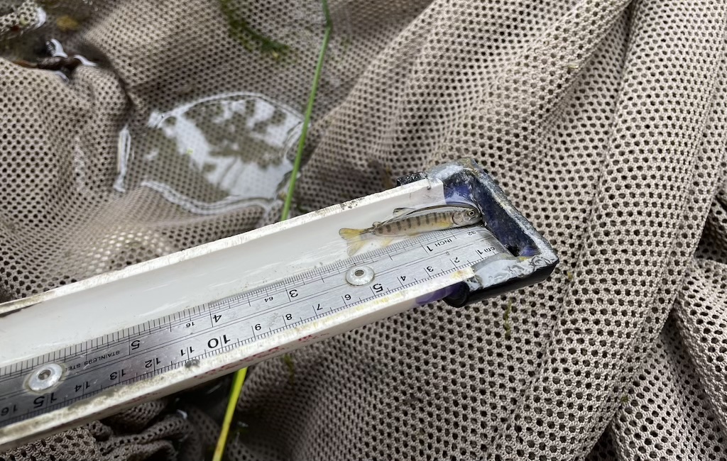 A small fish is measured against a metal ruler.