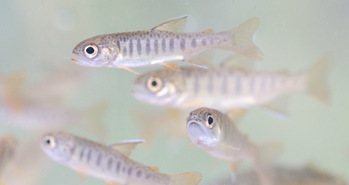 Several small fish with spots along the top and dark vertical patches on the side swimming in water.
