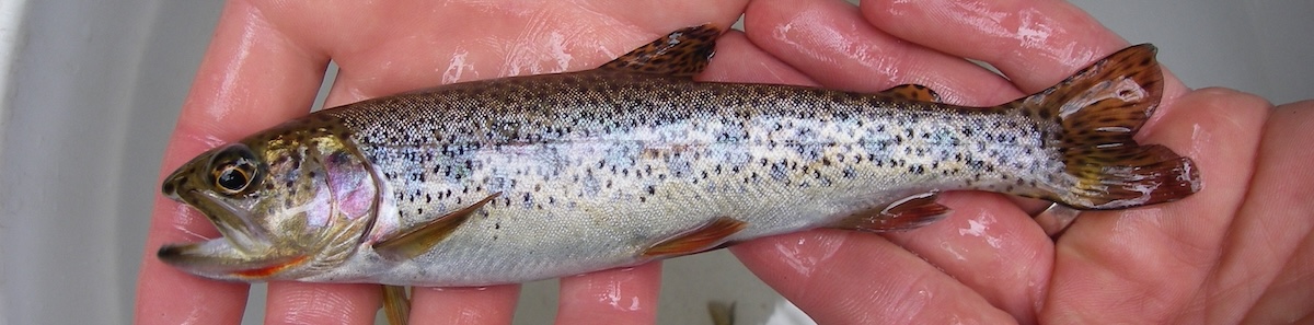 Close-up of hands holding a speckled fish over a white plastic bucket.