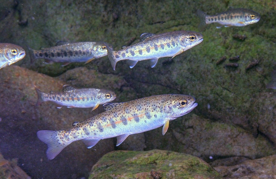Several fish with spotts and vertical dark patches swimming in clear water above a rocky bed.