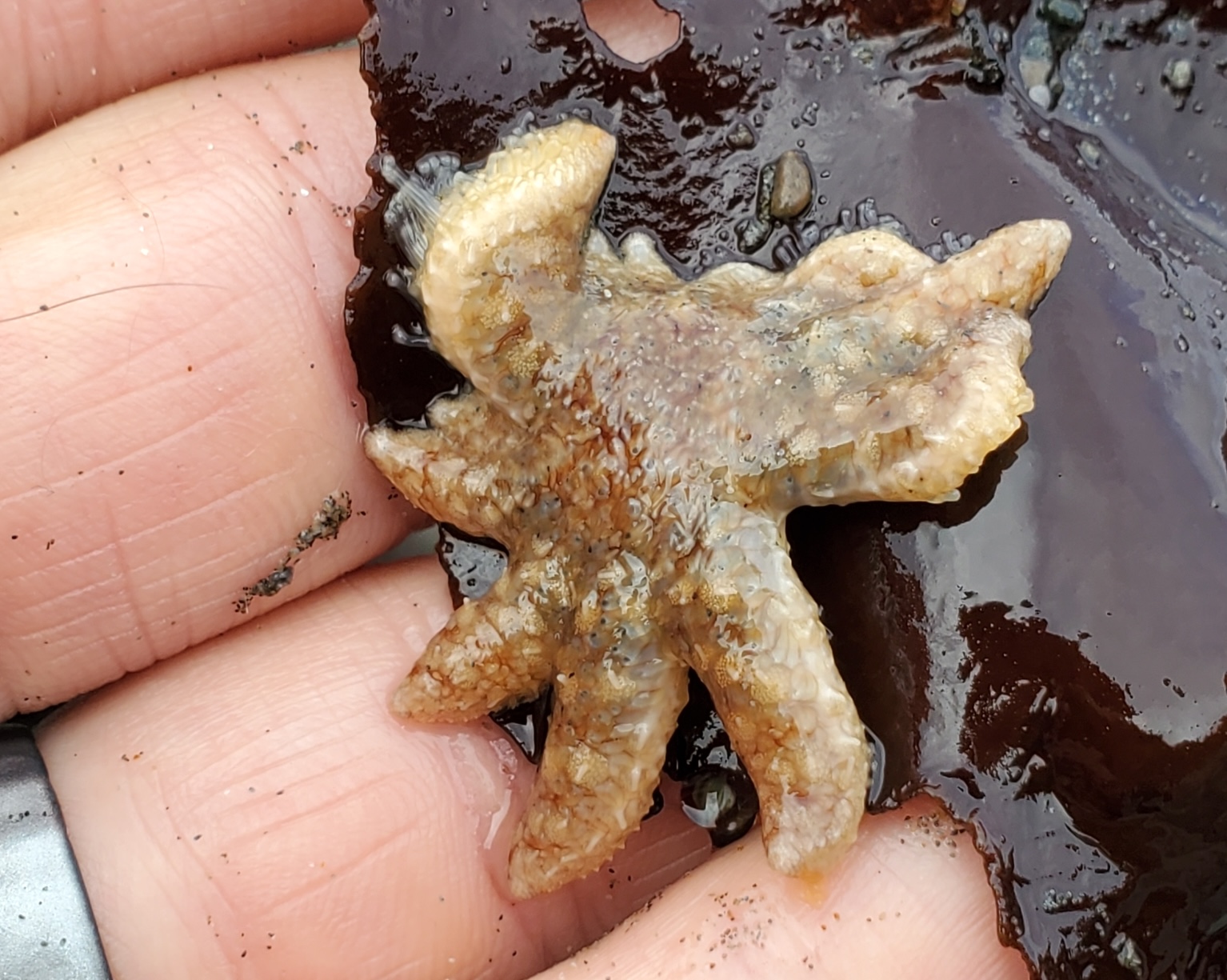 Juvenile sunflower sea star held in a hand, showing its pale yellow color and multiple arms.