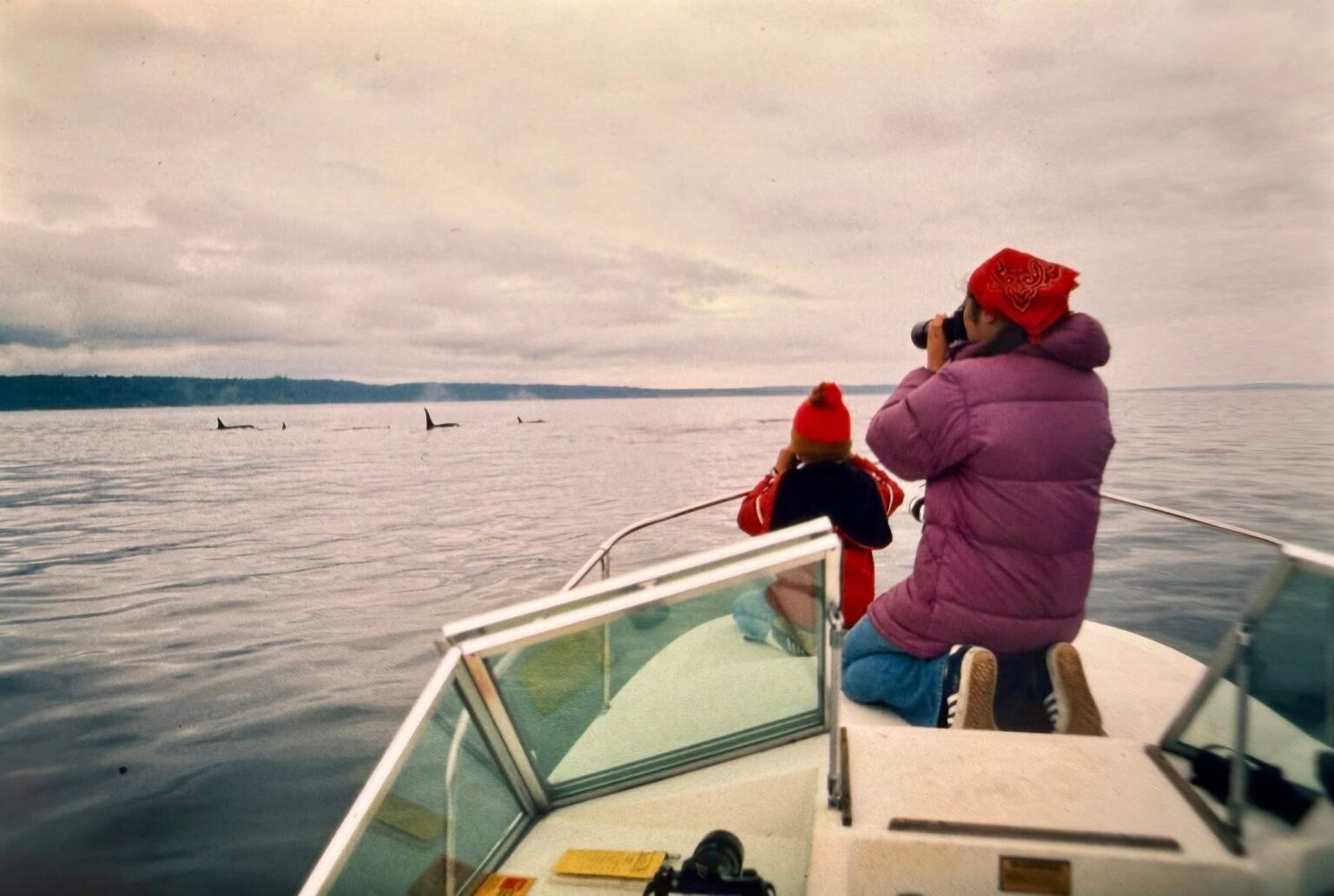 Two people on a boat looking at several whales swimming near by.