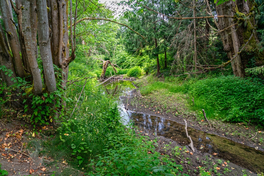 Shallow creek with trees and green vegetation on both sides.