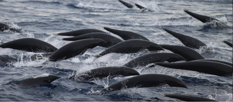 arge school of northern right whale dolphins swimming together in ocean water with waves