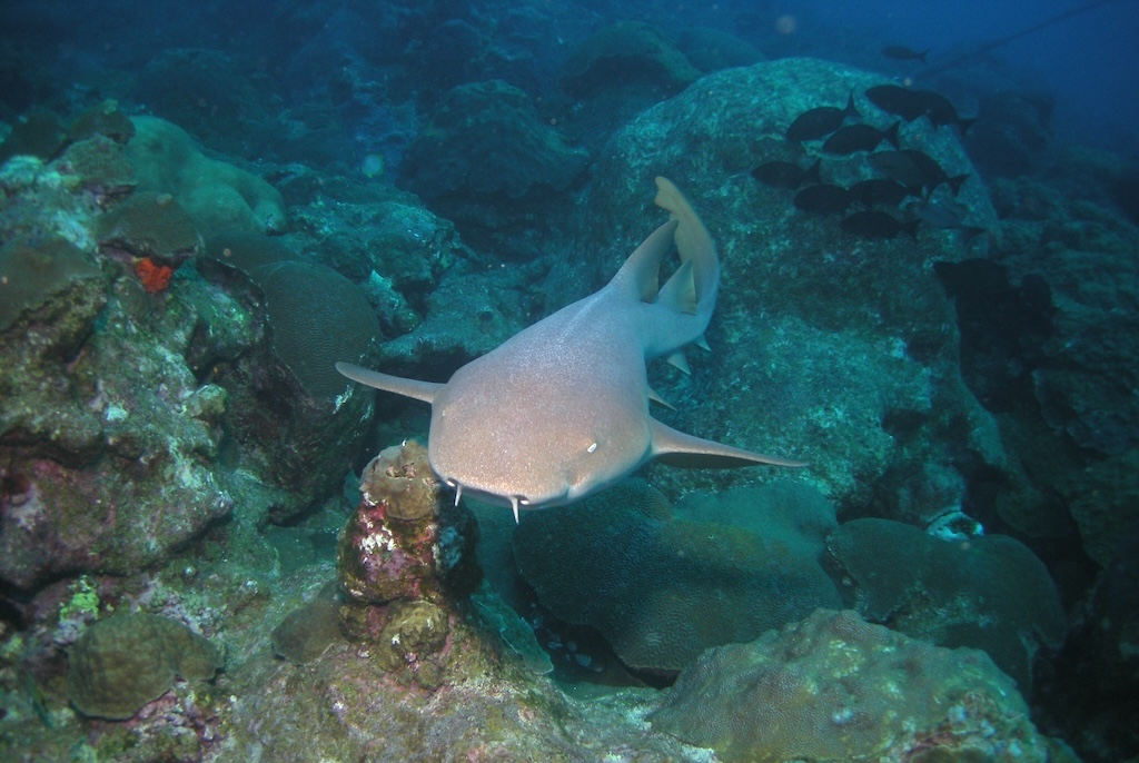 A nurse shark swimming above coral and rocks. 