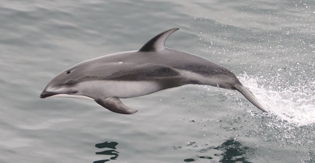 A single dolphin leaping above water. 