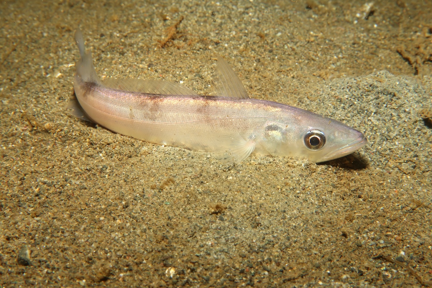 Underwater view of a single pale fish with translucent fins resting on sand.