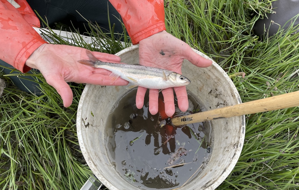 Hands holding a fish above white bucket of brown water.