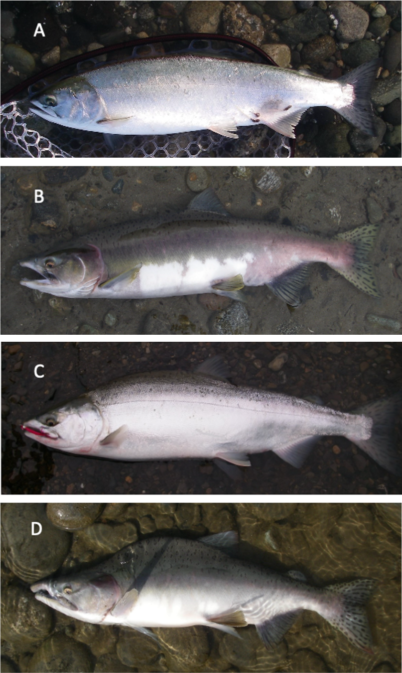 Four images of four different types of salmon that vary by shape and color.
