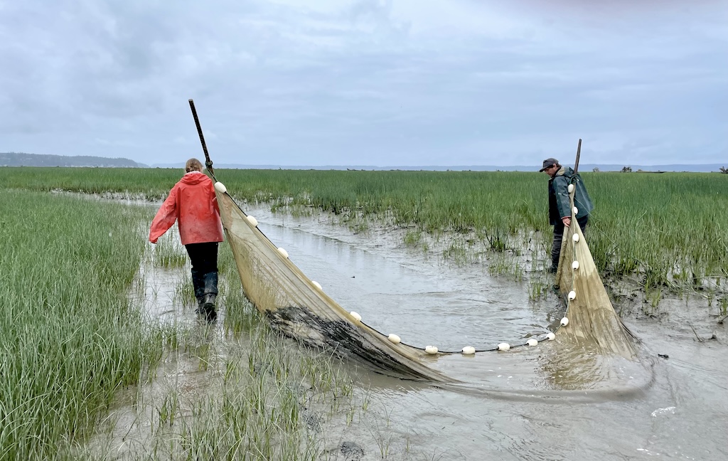 Two people carrying a net attached to two poles that will be placed across a shallow channel of water in a muddy tidal marsh.