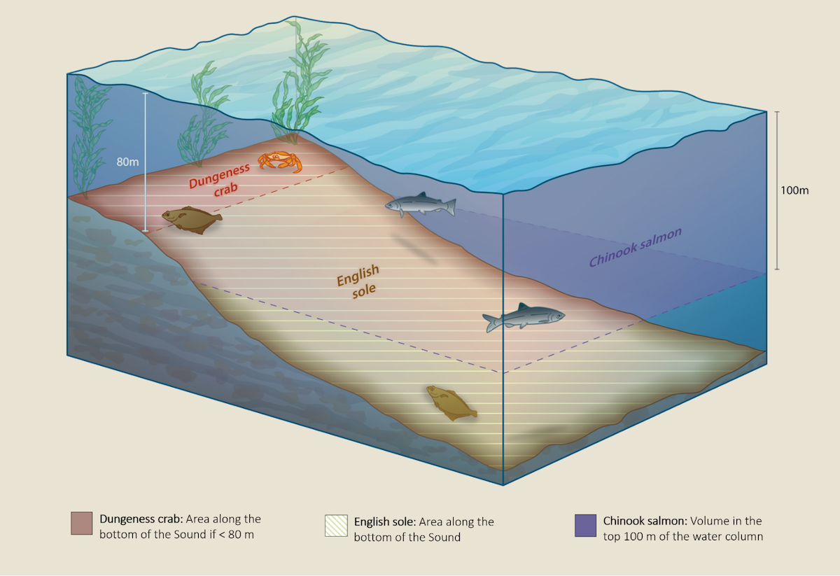 3D cutaway diagram of Puget Sound showing potential habitat zones for Dungeness crab, English sole, and Chinook salmon.