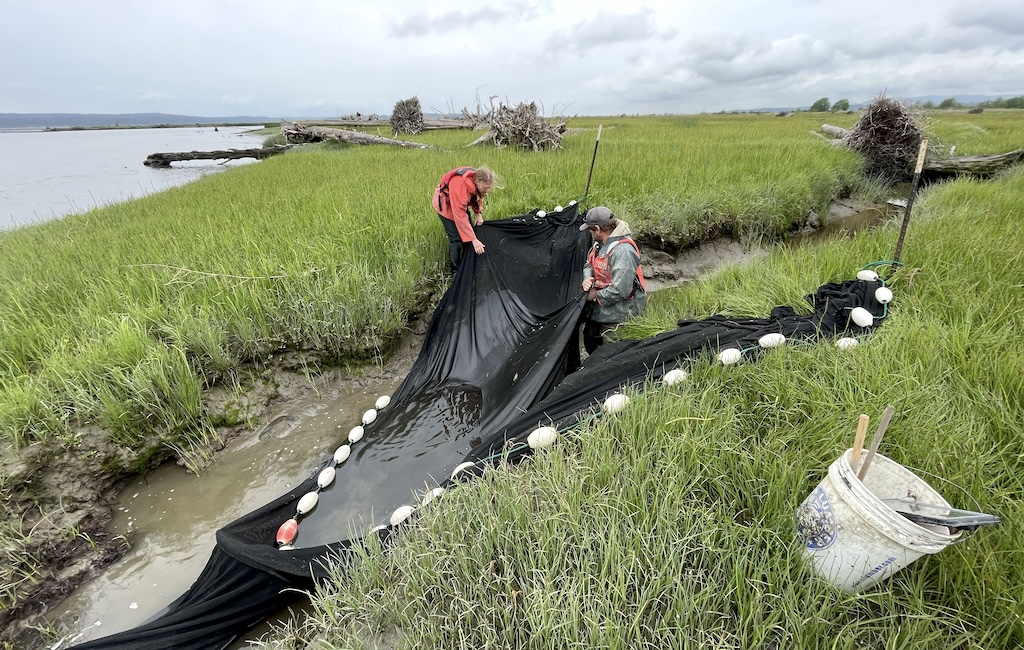 Two people pull together the ends of a large black, fine mesh fish net that is placed across gully as the tide goes out of marsh. 