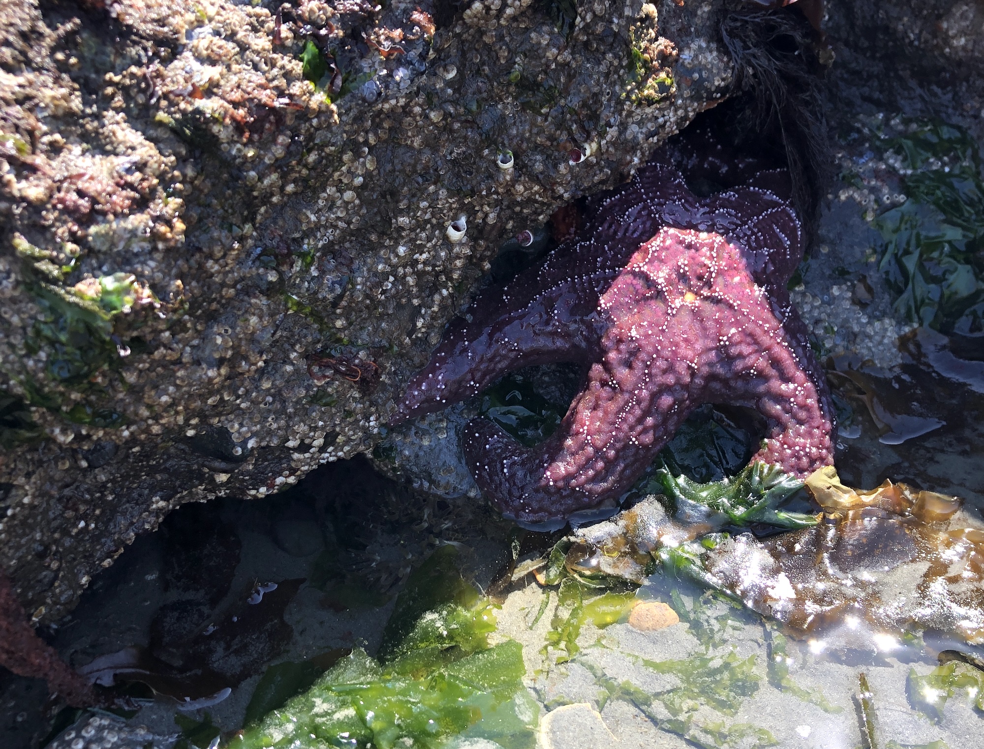 Purple sea star on barnacle-covered rocks in a tide pool with green algae and other marine life.