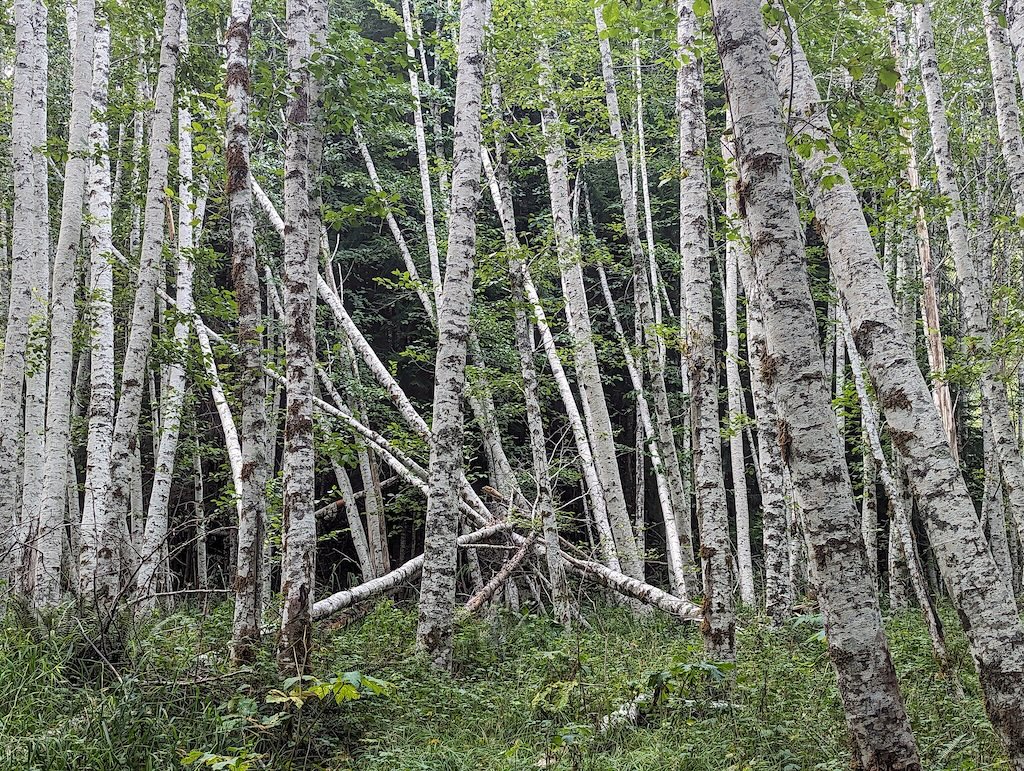 Forest of deciduous trees with white bark and light green leaves.