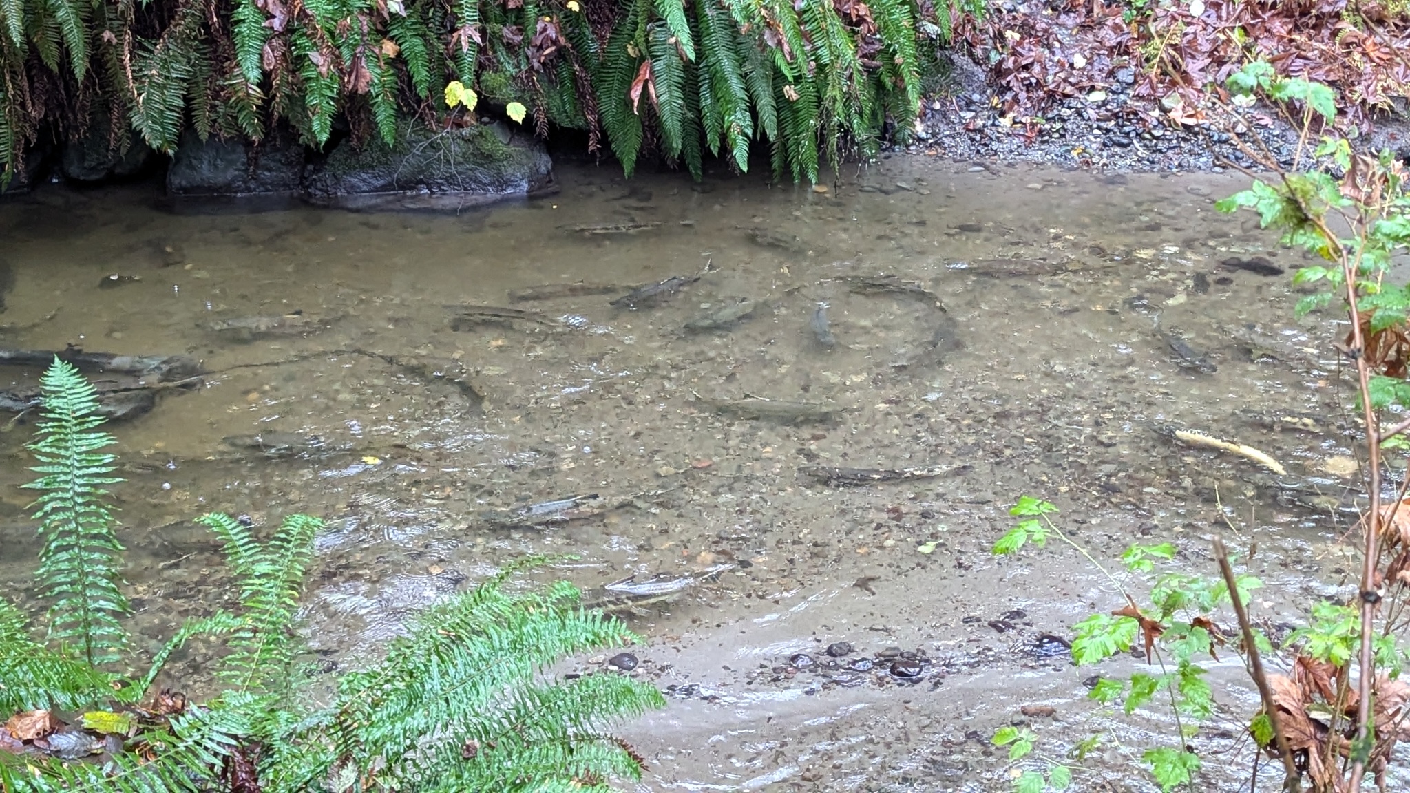 Several fish swimming in a shallow gravel creek with ferns overhanging from the bank.